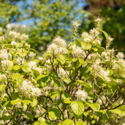 Fothergilla major