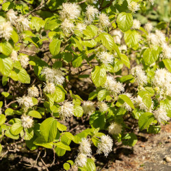 Fothergilla major