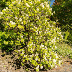 Fothergilla major