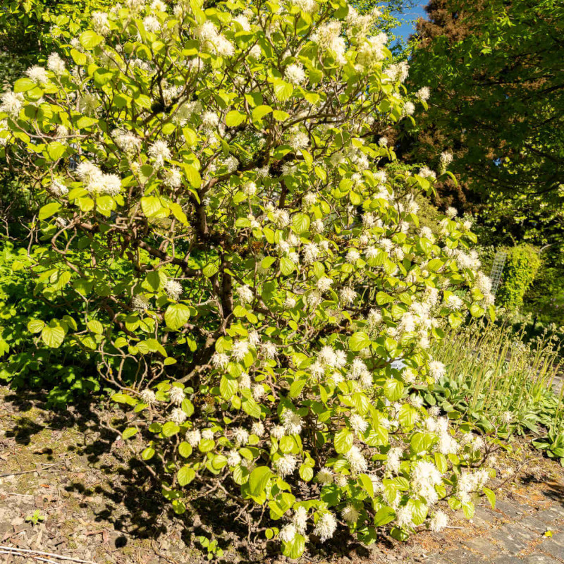 Fothergilla major