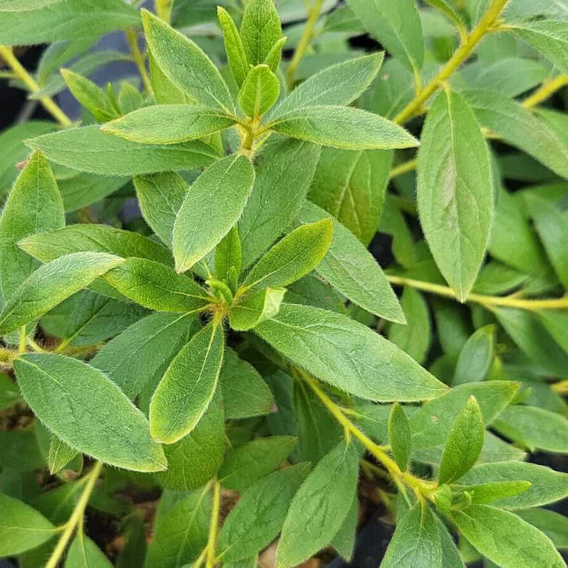 Azalea japonica ‘Koromo Shikibu