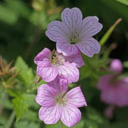 Geranium endressii ‘Wargrave Pink‘