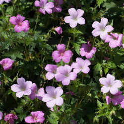 Geranium endressii ‘Wargrave Pink‘