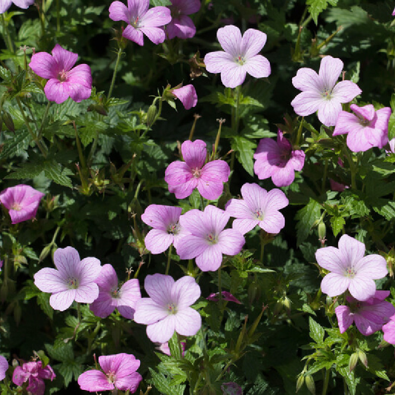 Geranium endressii ‘Wargrave Pink‘