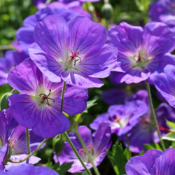 Geranium himalayense ‘Baby Blue‘