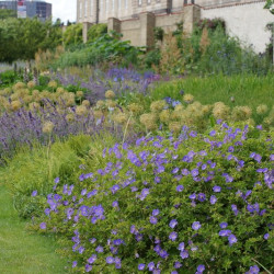 Geranium himalayense ‘Baby Blue‘