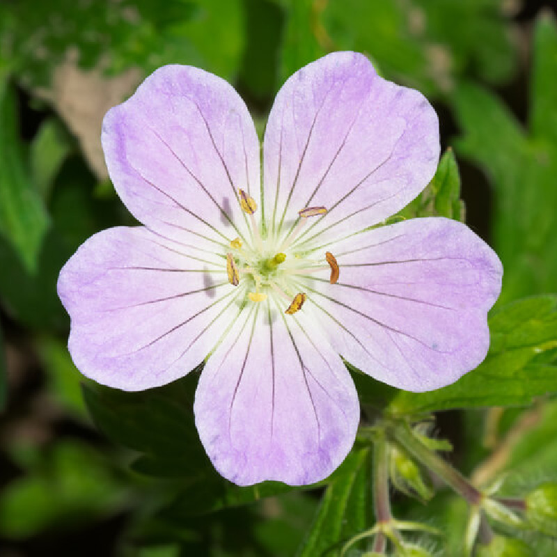 Geranium maculatum ‘Chatto‘