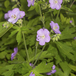 Geranium maculatum ‘Chatto‘