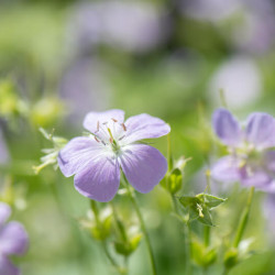 Geranium maculatum ‘Chatto‘