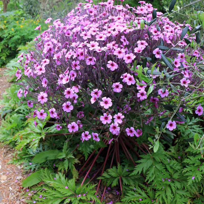 Geranium maderense