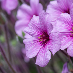 Geranium maderense