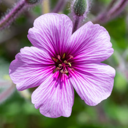 Geranium maderense