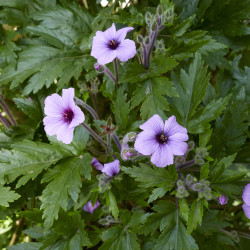 Geranium maderense