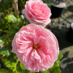 Rosa (grimpant) ‘L'Alhambra‘