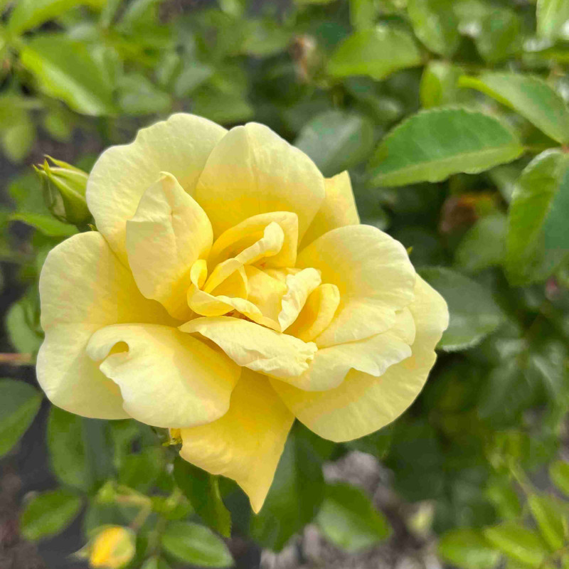 Rosa  Décorosier ‘Suneva‘ ‘Noalesa’