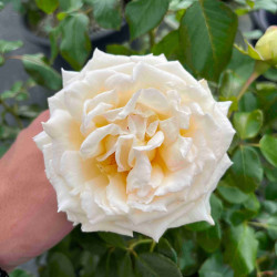 Rosa ‘Anastasia