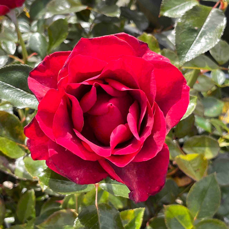 Rosa Le Roi de Coeur