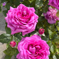 Rosa ‘Sourire de Périgueux‘ ® - Rosier