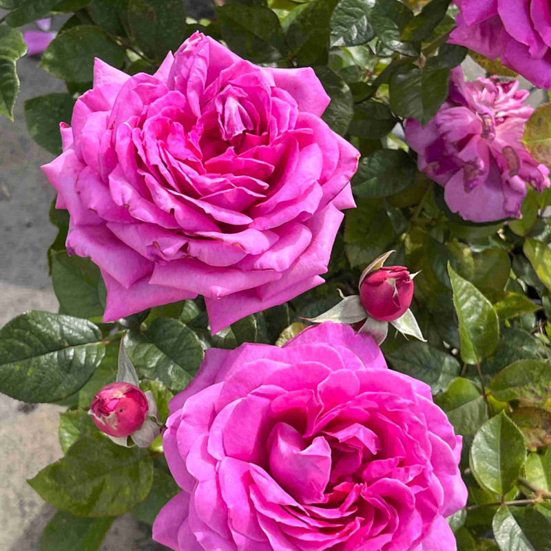 Rosa ‘Sourire de Périgueux‘ ® - Rosier