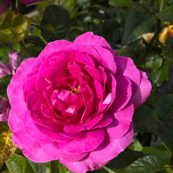 Rosa ‘Sourire de Périgueux‘