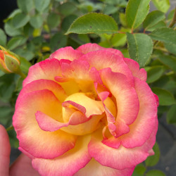 Rosa ‘Isabelle Autissier‘