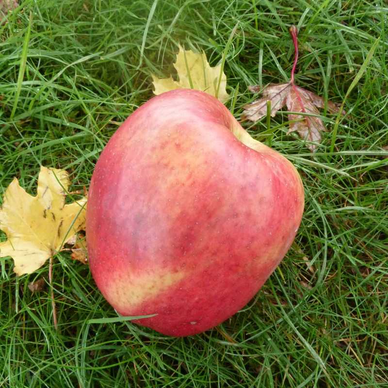 Malus domestica ‘Coeur de Boeuf’ - Pommier