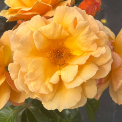 Rosa ‘Françoise de Berville‘