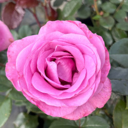 Rosa ‘Bossuet Aigle de Meaux‘