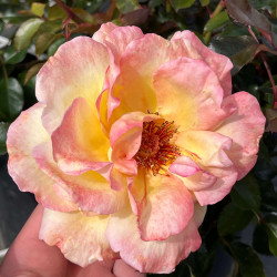 Rosa ‘Catherine Laborde‘