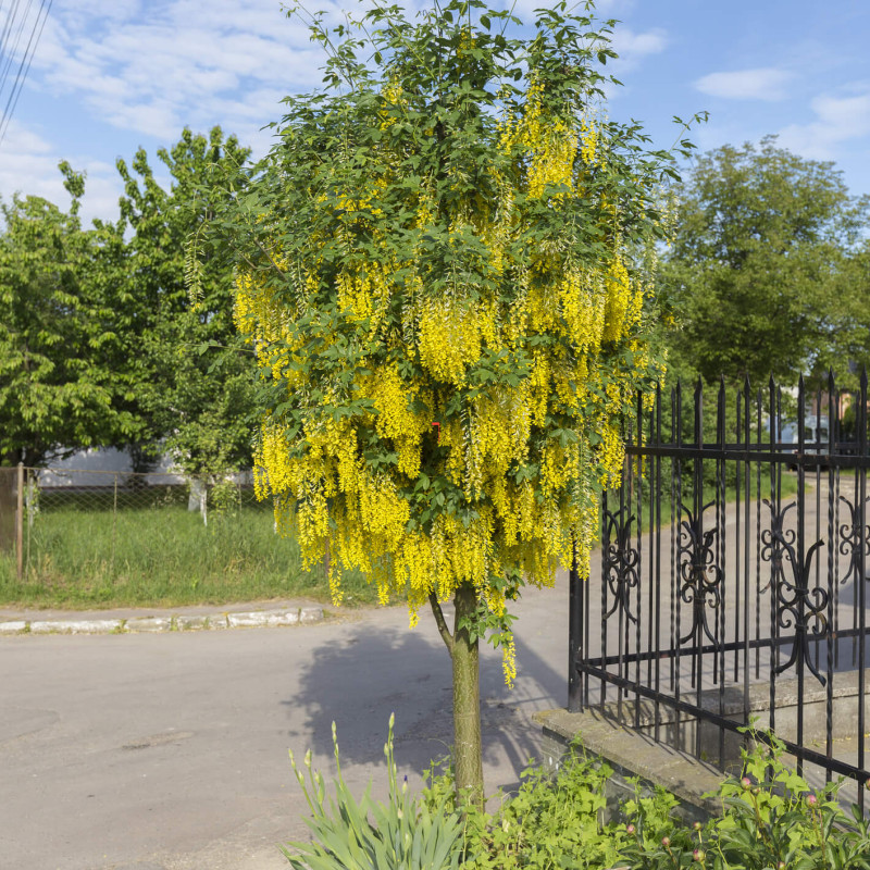 Laburnum anagyroides