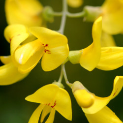 Laburnum anagyroides - Cytise à grappe