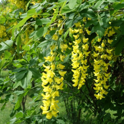 Laburnum anagyroides