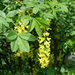 Laburnum anagyroides - Cytise à grappe