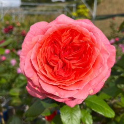 Rosa ‘Amour de Molène‘