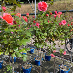 Rosa ‘Amour de Molène‘