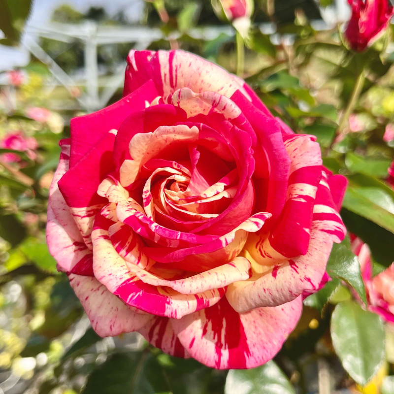 Rosa ‘Brocéliande‘