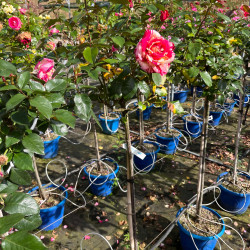 Rosa ‘Brocéliande‘