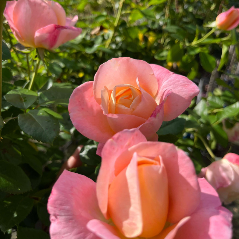 Rosa ‘Isabelle Autissier‘