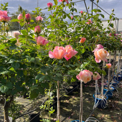 Rosa ‘Isabelle Autissier‘