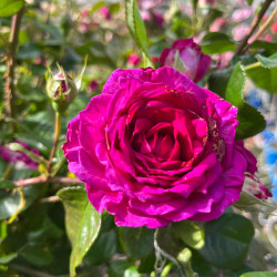 Rosa ‘Fée Magenta‘