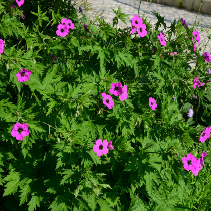 Geranium psilostemon ‘Red Admiral‘