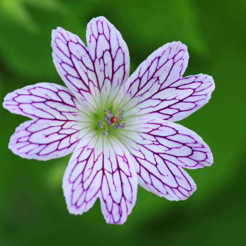 Geranium ‘Versicolor‘