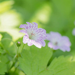 Geranium ‘Versicolor‘