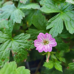 Geranium ‘Versicolor‘