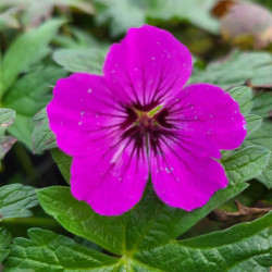 Geranium ‘Patricia‘