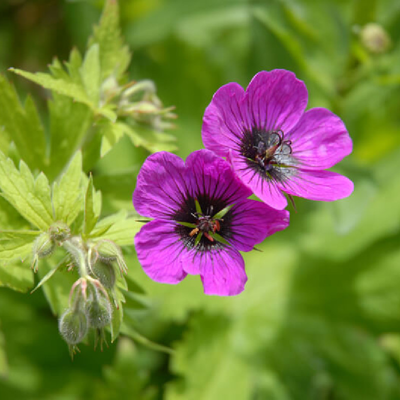 Geranium ‘Patricia‘