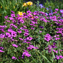 Geranium ‘Patricia‘