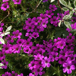 Geranium ‘Patricia‘