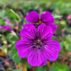 Geranium ‘Pink Penny’