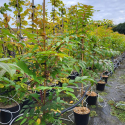 Cedrela (Toona) sinensis ‘Flamingo’